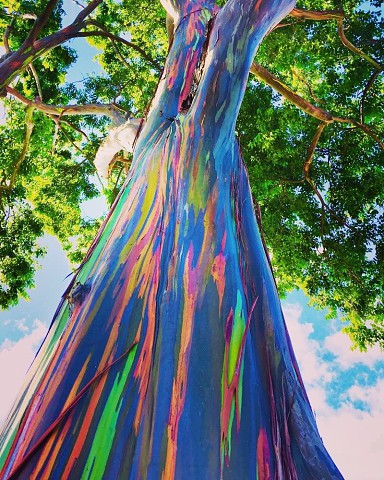 eucalipto arco iris.jpg